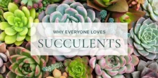 Elegant-Succulents-blog-600×298
